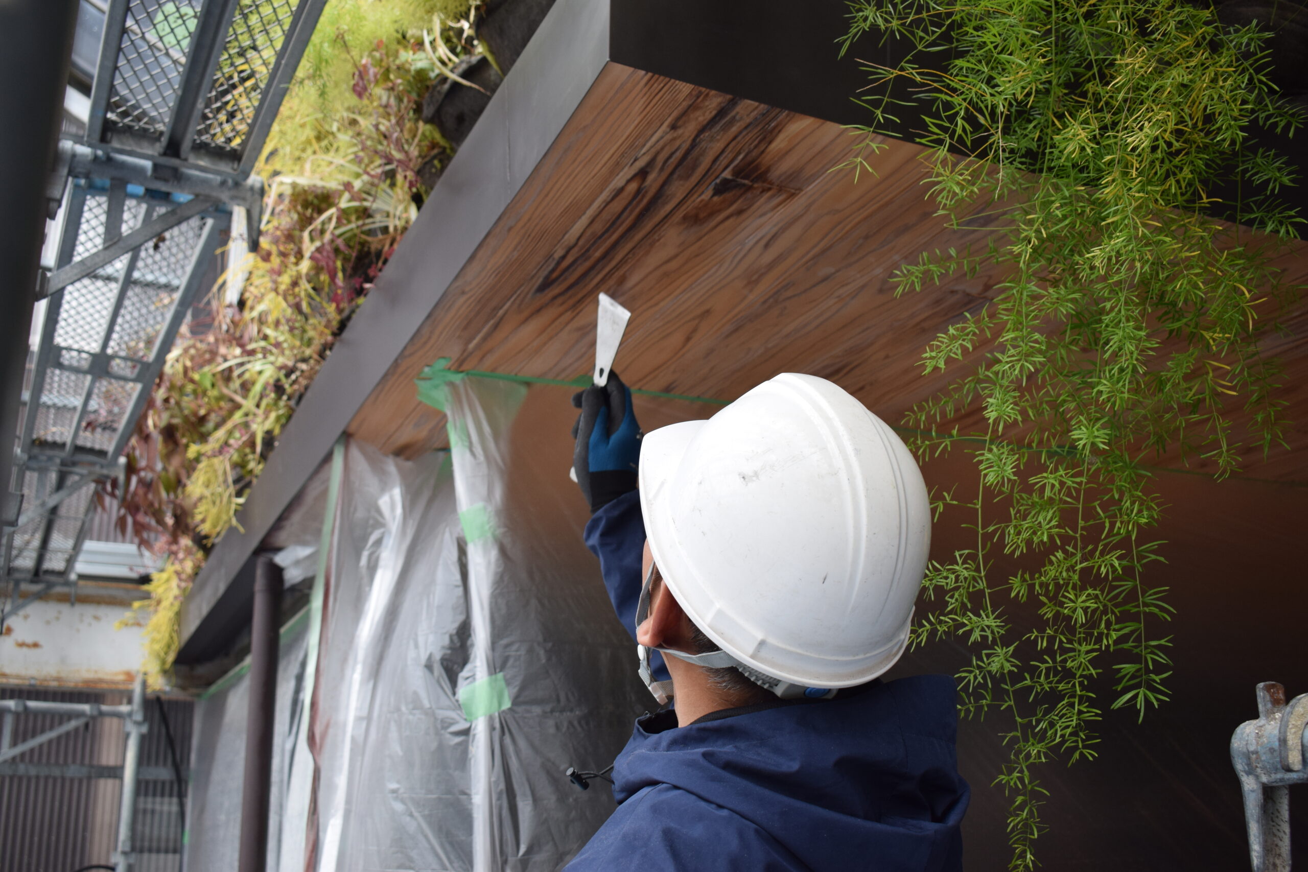 壁面緑化 やり替え工事 2日目 木目天井の塗り替え作業の様子