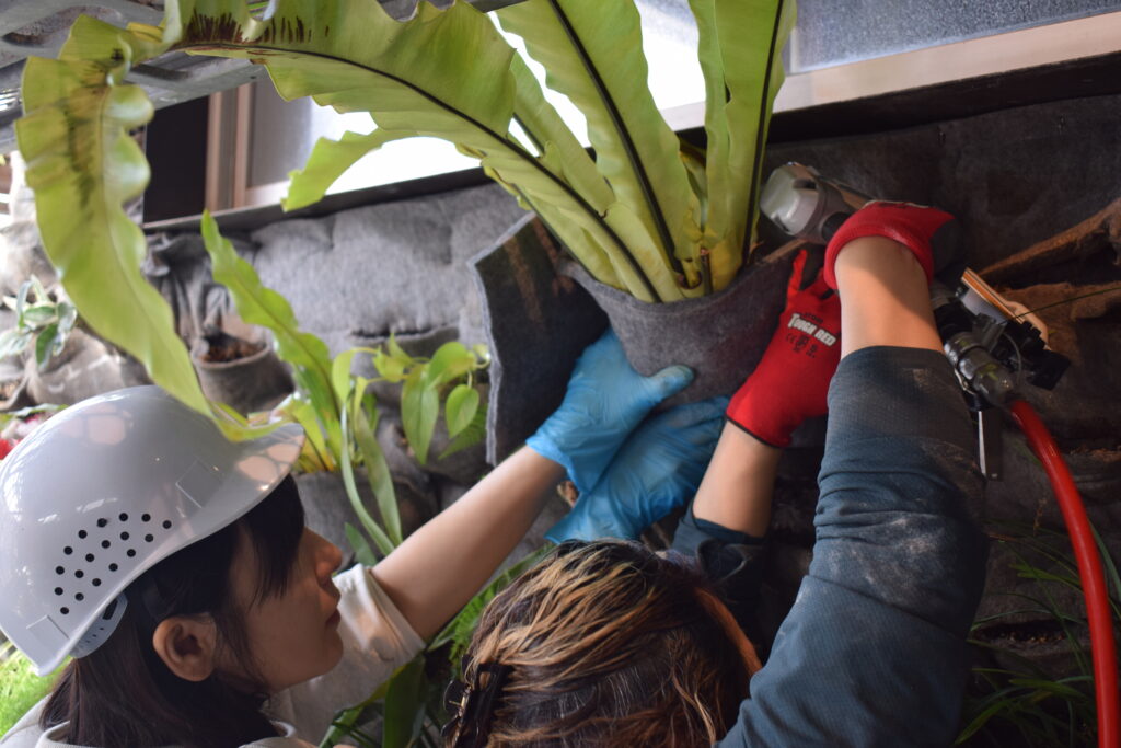 壁面緑化 植え替え 植物を差し込む手元と葉の表情