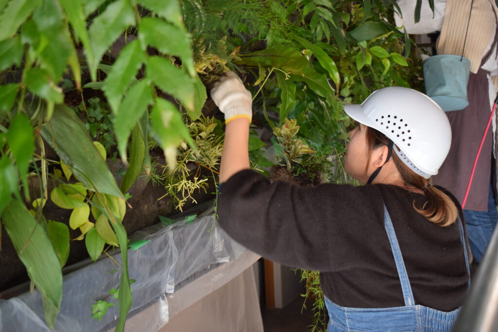 壁面緑化 植え替え作業 3日目 ミナガルテンスタッフが植栽を植え付ける様子