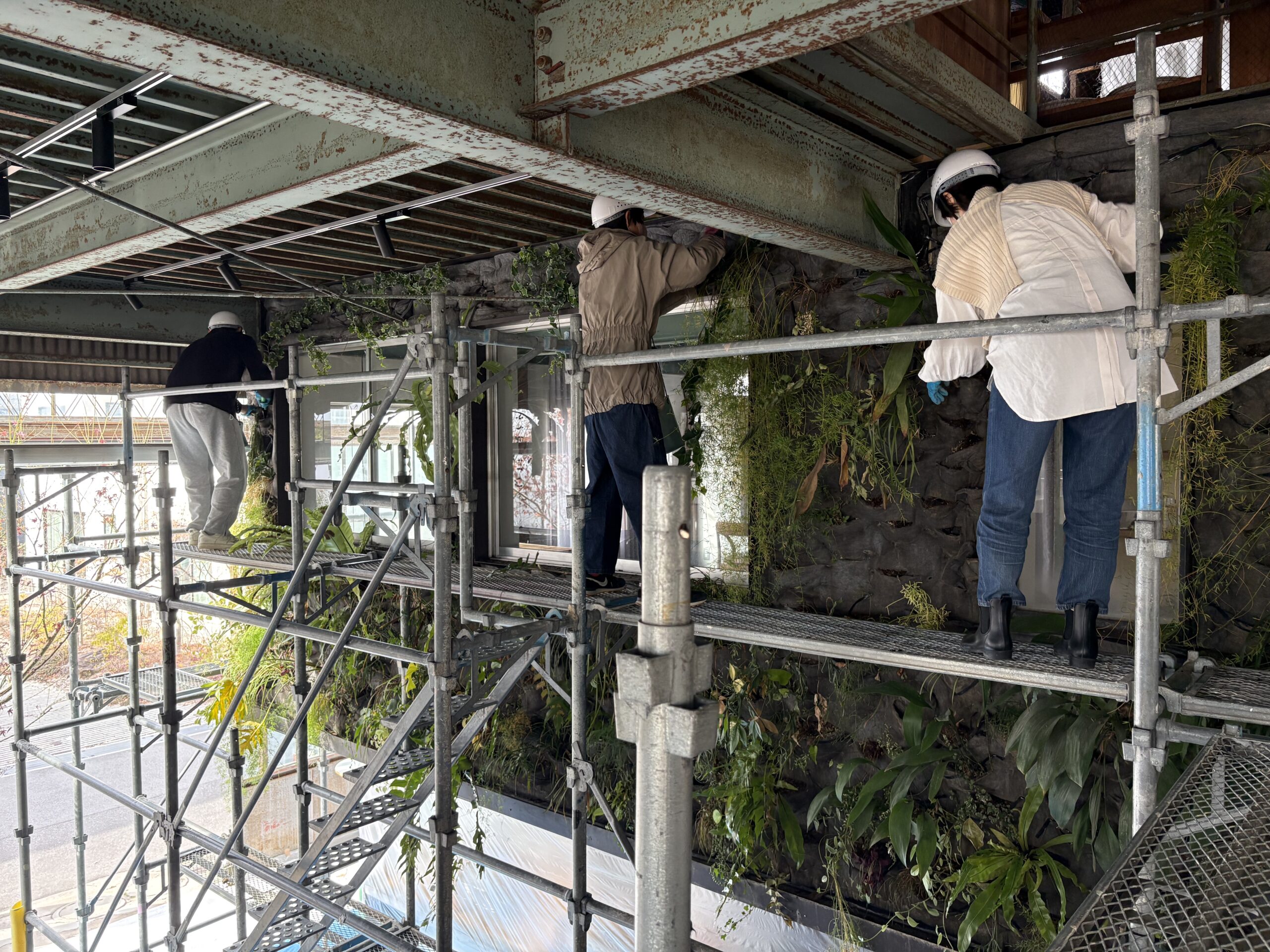 壁面緑化 やり替え工事 1日目 足場設置と既存植栽の取り外し